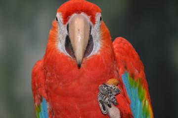 Macaw