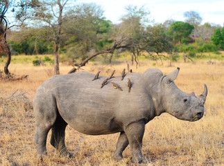 Fototapeta premium White Rhinoceros (ceratotherium simum)