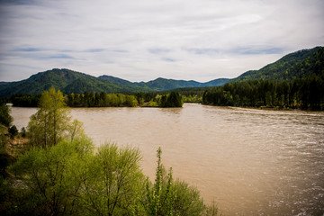 Fototapeta na wymiar Beautiful Katun river in Altai in spring
