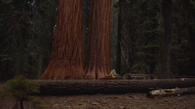 Caucasian female enjoying giant sequoias in the Sequoia National Park, USA. 4K UHD