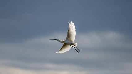 Isolated single spoonbill bird flying across the sky- Danube Delta Romania