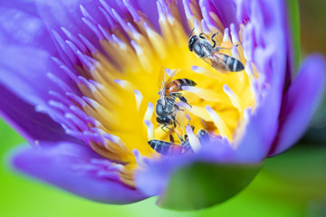 Close up Bees trying to keep nectar pollen from the water lily