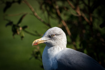 seagull