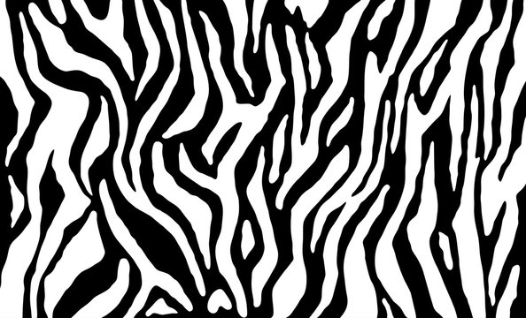 Zebra skin, stripes pattern. Animal print. Black and white background. Vector texture.