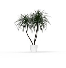 Obraz premium Palm in Pot 3D Rendering
