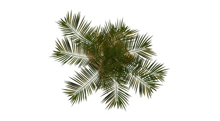 Palm in Pot 3D Rendering