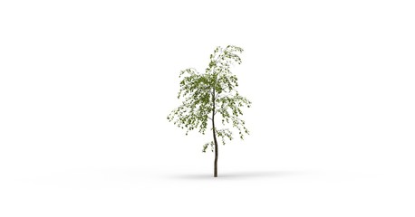 Tree isolated on white 3D Rendering