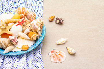 Seashells summer background