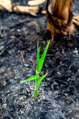 Ecology and environment tree growth in the forest area that is burned wildfire, Small trees in the area that burned