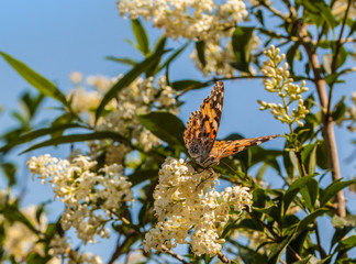 Painted Lady (Vanessa cardui)