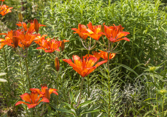 Saffron lilies (Lilium dahuricum; Lilium pensylvanicum) on garden