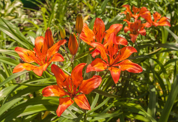 Saffron lilies   on  blurred background