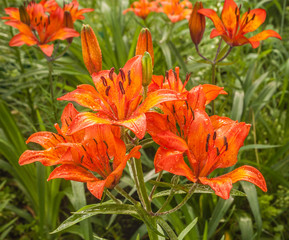 Orange saffron lilies in the drops of dew in a morning garden