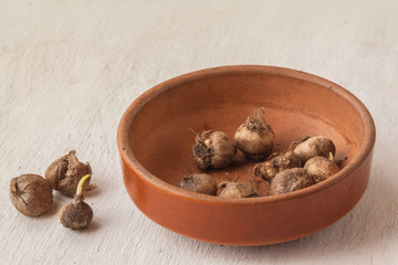 Bulbs of Triteleia or Brodiaea in a ceramic bowl