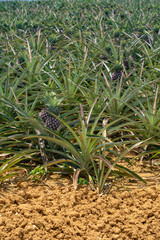 Land scape of Ishigaki Island