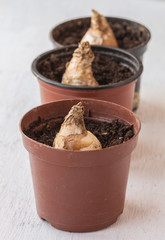 Three  pots with a bulb Galtonia