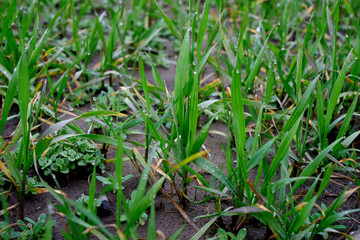 Image of young wheat sprouts.