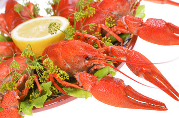 Boiled  red crayfish isolated on white background