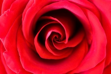 Close Up Photo Of Beautiful Red Rose