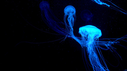 Beautiful jellyfish moving through the water neon lights