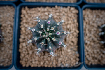 Collection of various cactus and succulent plants in different pots. Potted cactus house