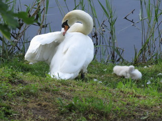 вдовец лебедь со своим малышом, маленький лебеденок