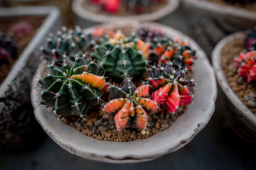Collection of various cactus and succulent plants in different pots. Potted cactus house