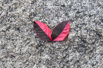 two leaves are arranged on a stone background. Can use as graphic designer