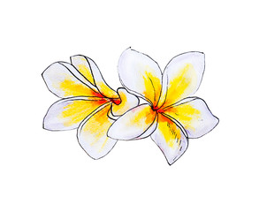 Beautiful white plumeria flowers. Frangipani. Watercolor painting. Exotic plant. Floral print. Sketch drawing. Botanical composition. Greeting card. Flower painted background. Hand drawn illustration.