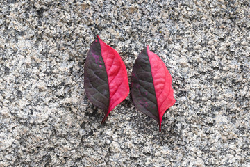 two leaves are arranged on a stone background. Can use as graphic designer