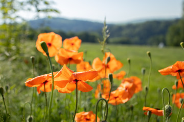 poppy flower field outdoor green red