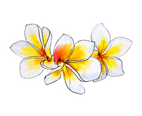 Beautiful white plumeria flowers. Frangipani. Watercolor painting. Exotic plant. Floral print. Sketch drawing. Botanical composition. Greeting card. Flower painted background. Hand drawn illustration.