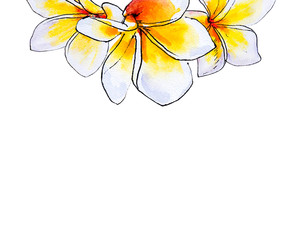 Beautiful white plumeria frame. Frangipani. Watercolor painting. Exotic plant. Floral print. Sketch drawing. Botanical composition. Greeting card. Flower painted background. Hand drawn illustration.