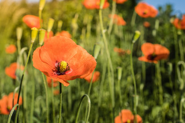 poppy flower field outdoor green red