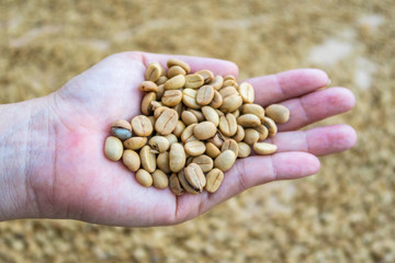 Unroasted Thai coffee beans in hand. They are dried in the sun.