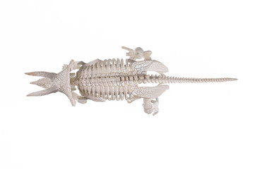 dinosaur triceratops skeleton isolated on white background