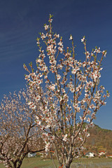 Pfälzer Mandelblüten