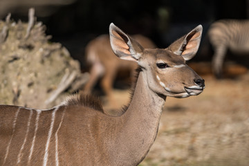 Greater kudu, Tragelaphus strepsiceros is a woodland antelope