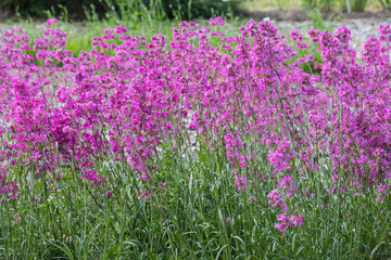 Obraz premium Matthiola incana, patterns in wildlife, plantations in the Botanical Garden