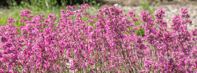 Obraz premium Matthiola incana - thickets of tall blooming grass in the park on a summer day