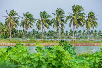 Obraz premium Line of coconut trees on ridges. They are planted round the pond.