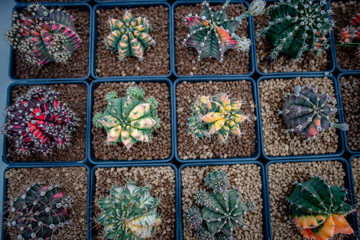 Collection of various cactus and succulent plants in different pots. Potted cactus house