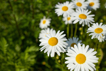 Fototapeta premium healthy camomile, chamomileon the gras backgrounds