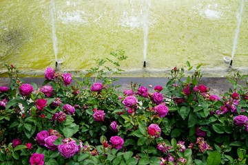 Lila Rosen in einem Park in Ankara