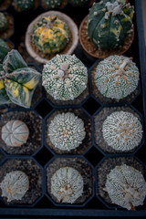 Collection of various cactus and succulent plants in different pots. Potted cactus house