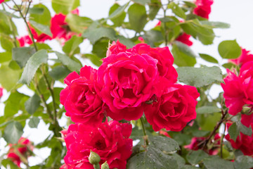 Raindrops on a red rose. Drops of dew on the petals of fresh flowers in the garden
