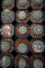 Collection of various cactus and succulent plants in different pots. Potted cactus house
