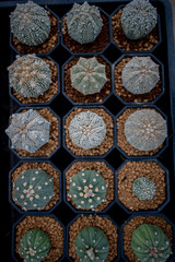 Collection of various cactus and succulent plants in different pots. Potted cactus house