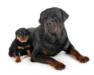 Fototapeta premium rottweilers in studio