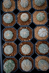 Collection of various cactus and succulent plants in different pots. Potted cactus house